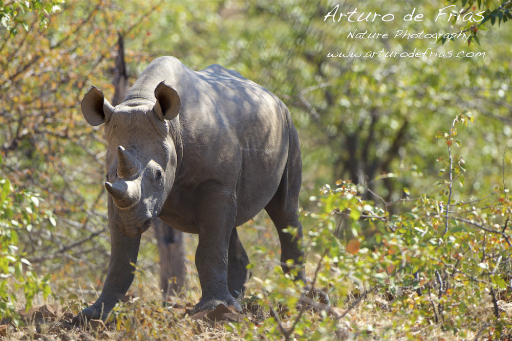 Black Rhino close and personal