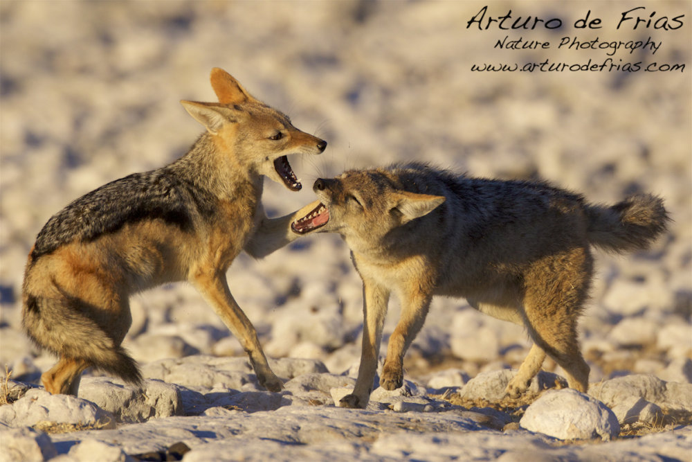 Jackals at Play