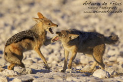 Jackals at Play