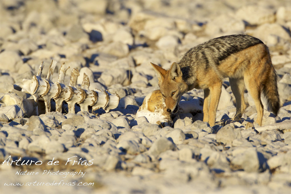 Jackal tasting Giraffe back bone