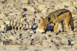 Jackal tasting Giraffe back bone