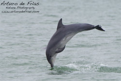 Bottlenose Dolphin Jumping