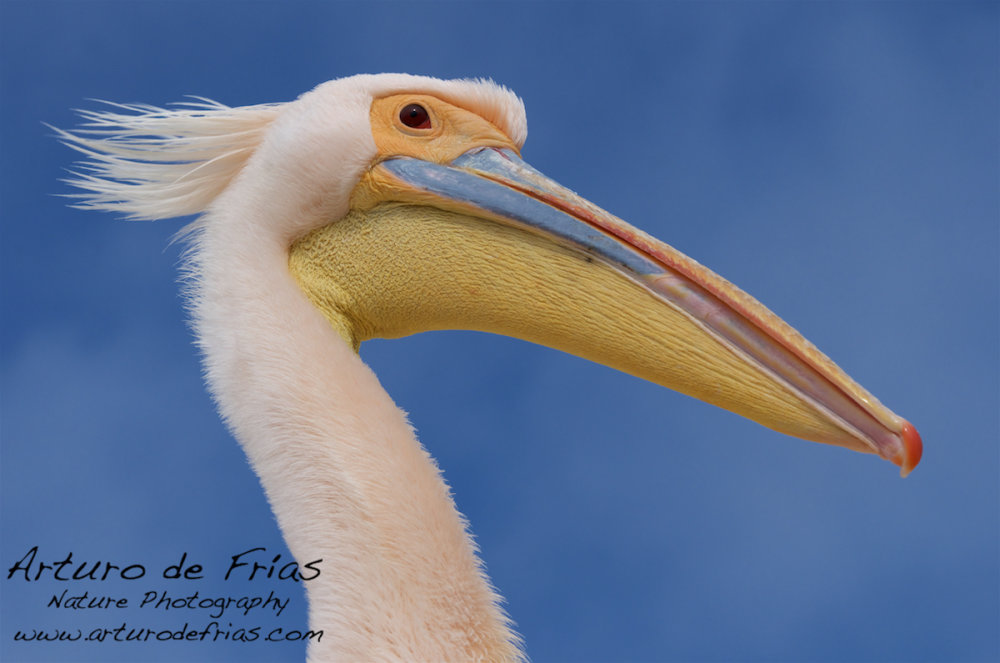 'Bad hair day' Pelican
