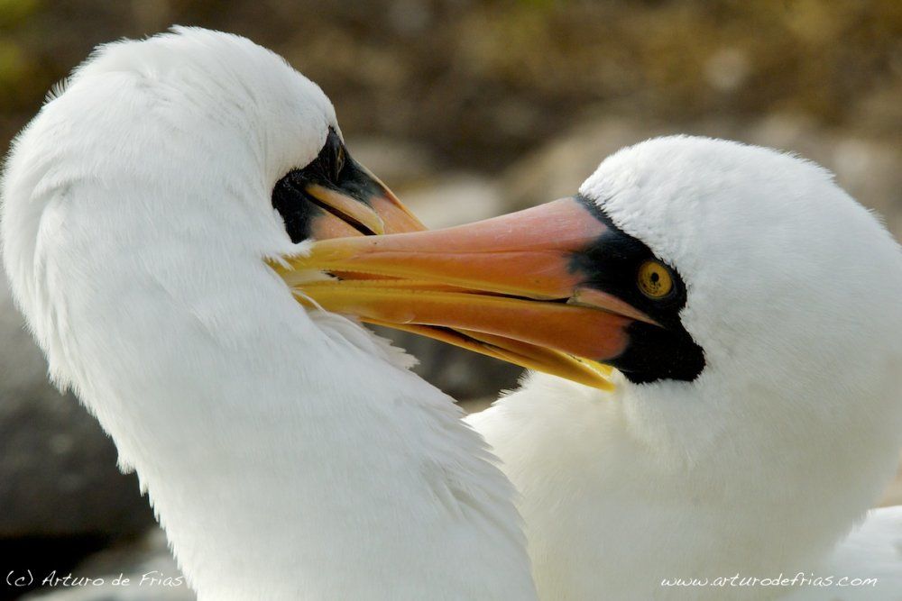 Courtship dance