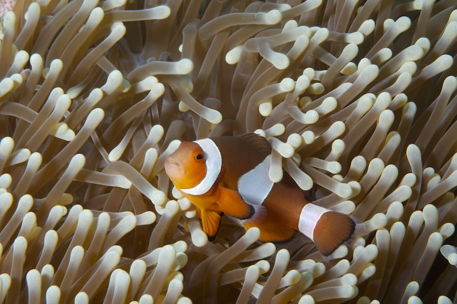 Ocellaris Clownfish