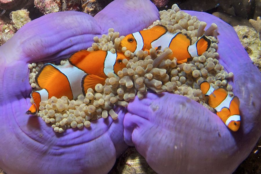 False Clownfish