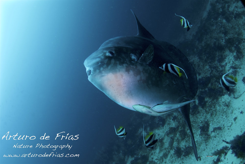 Mola Mola