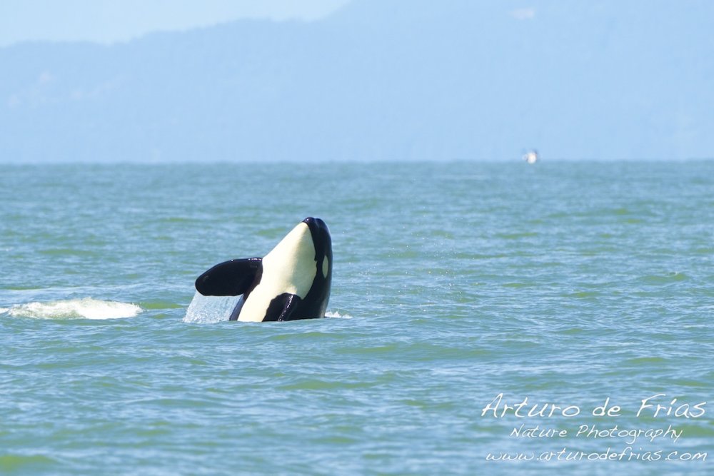 Orcas at Play III