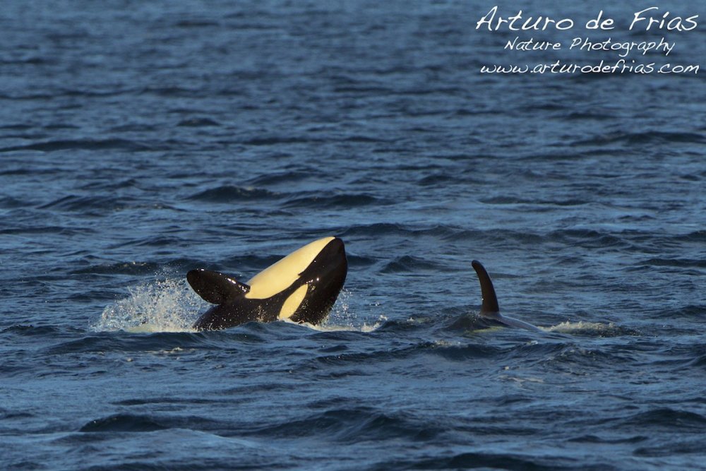 Orcas at Play I