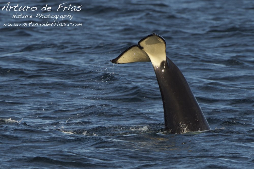 Orcas at Play II