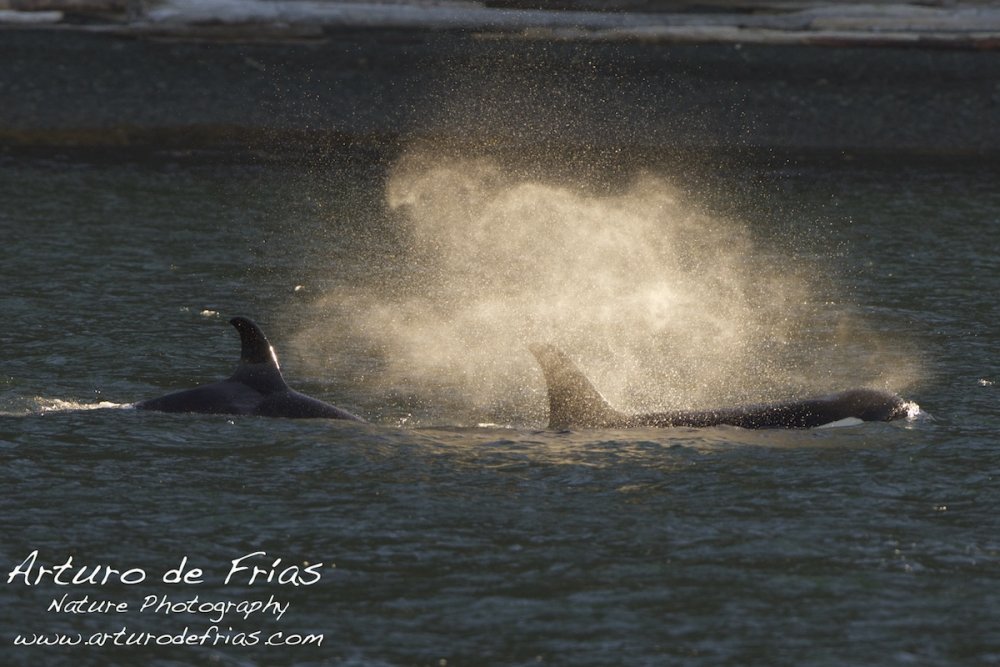 Orca Blows!