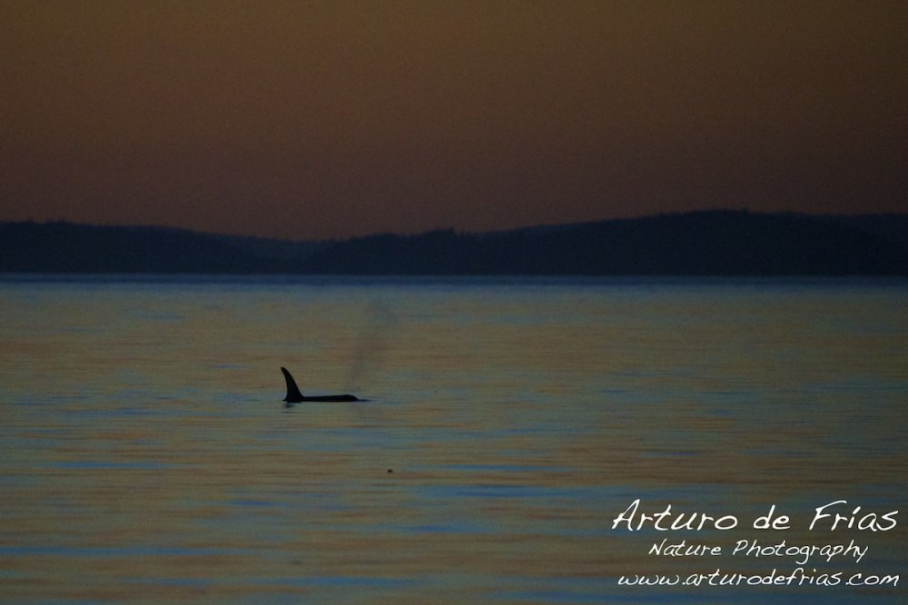 Orca at Dusk