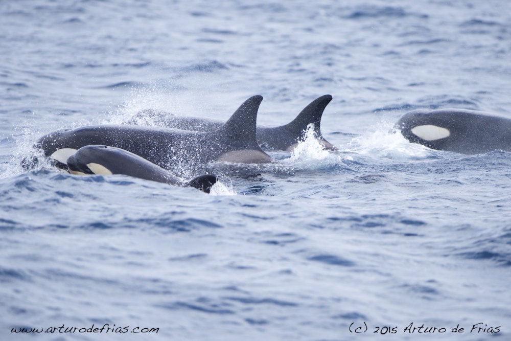 Orca family with baby