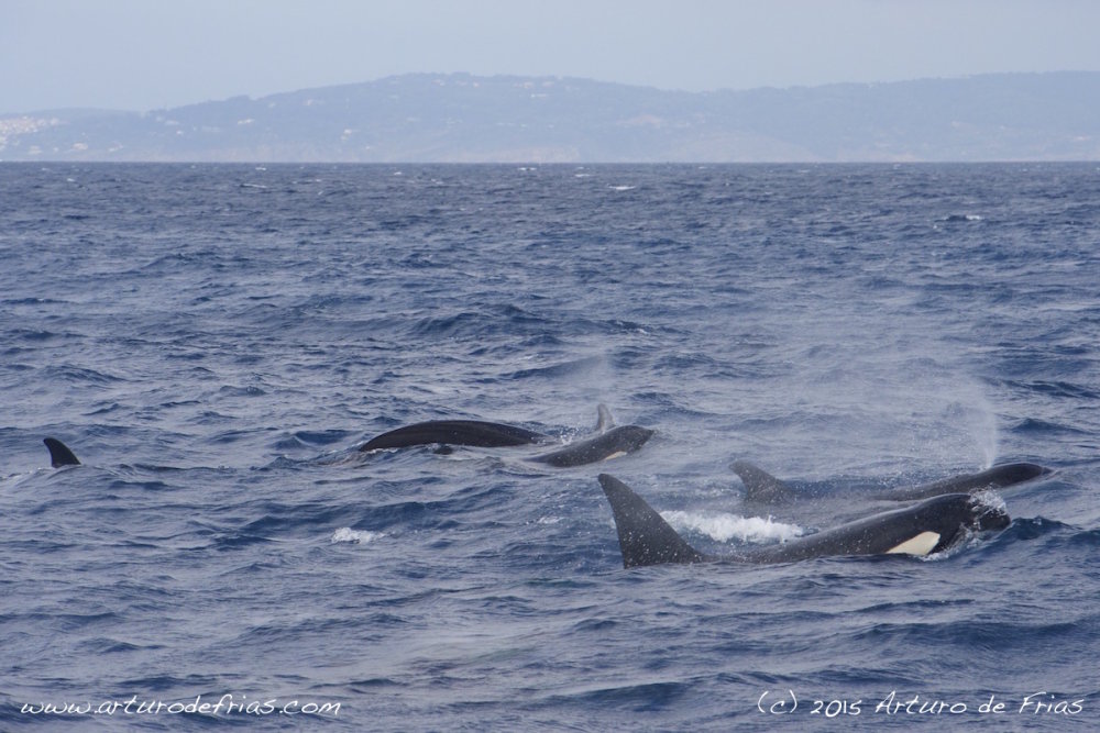 Orcas breathing