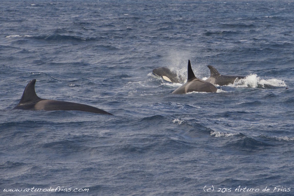 Orca family