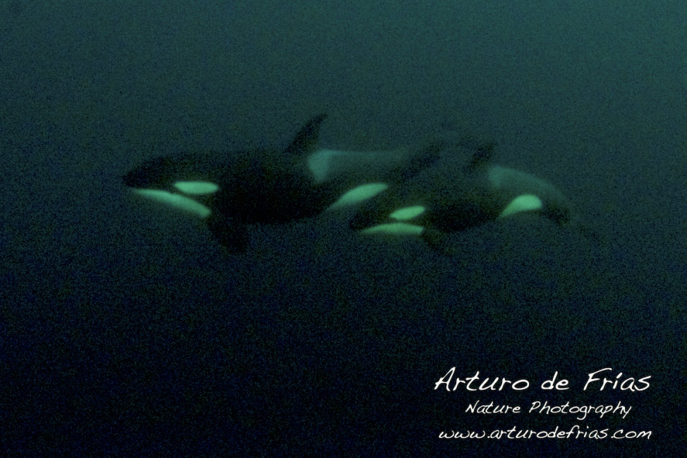 Two Orcas in very low light