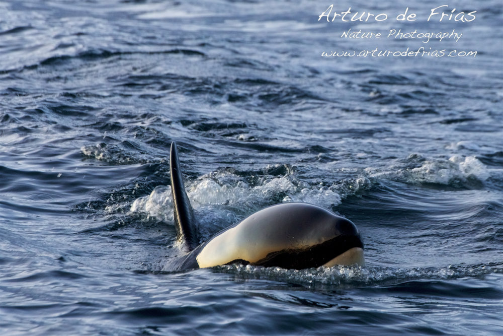 Baby Orca looking at me