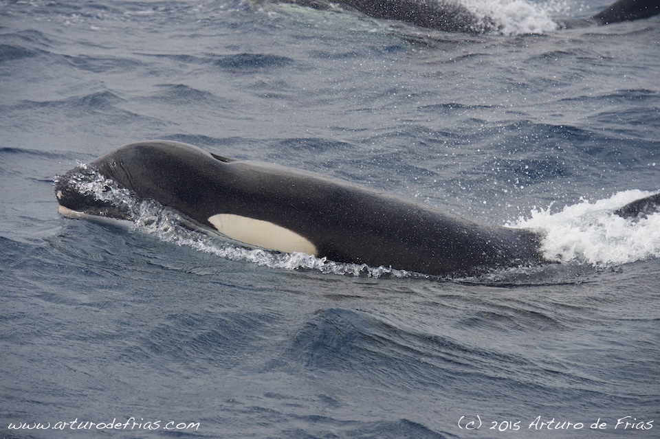 Orca closeup