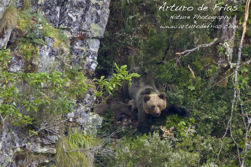 Mother Bear Nursing Cub
