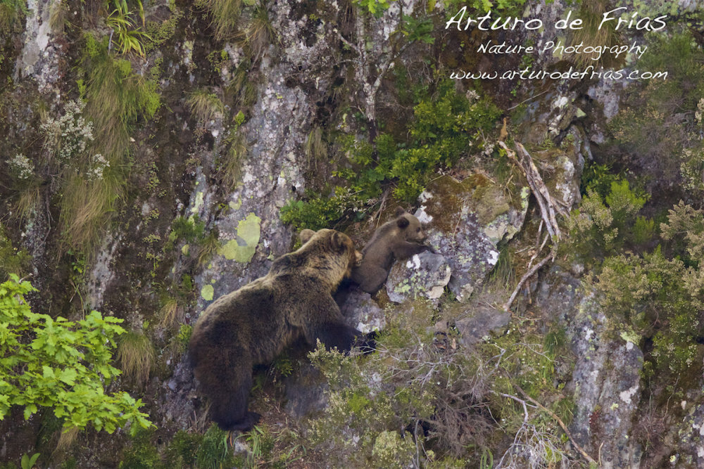 Mother Bear and Cub Playing
