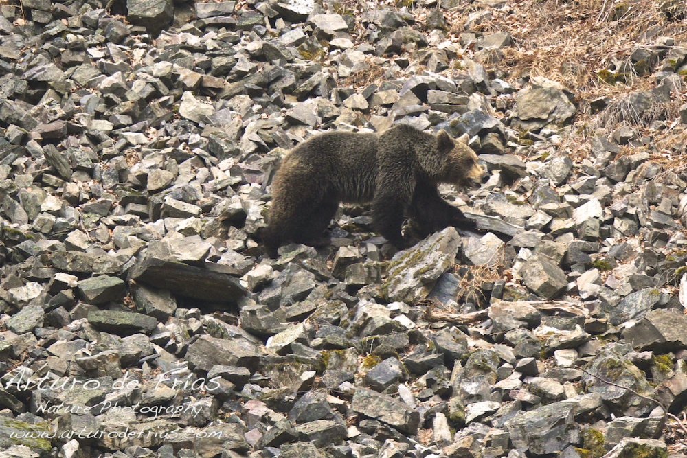Brown Bear in Scree area