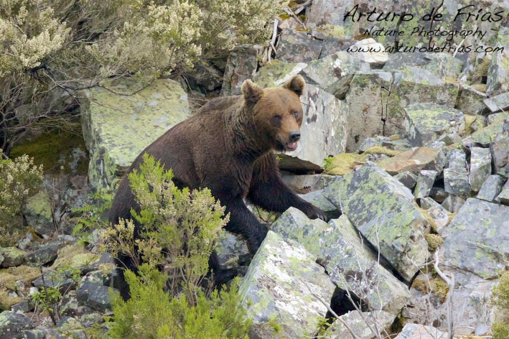 Male Bear close portrait