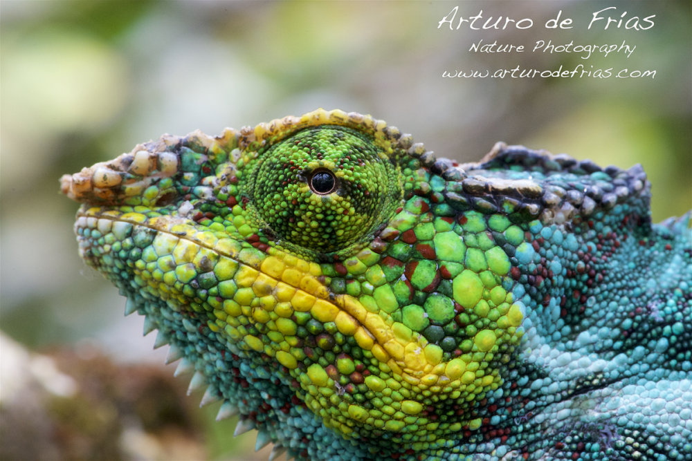 Panther Chameleon