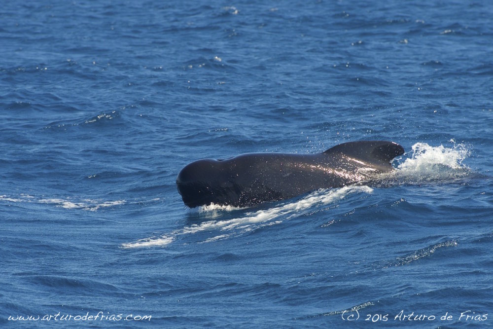 Pilot Whale