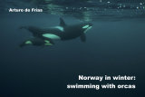 NORWAY IN WINTER: SWIMMING WITH ORCAS