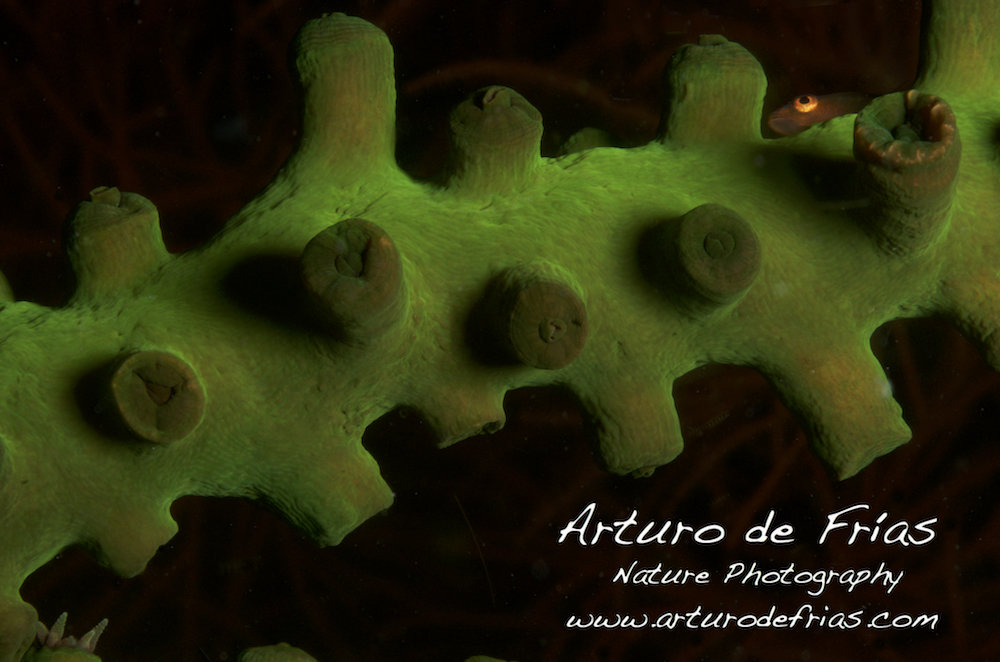 Black Sun Coral and Goby