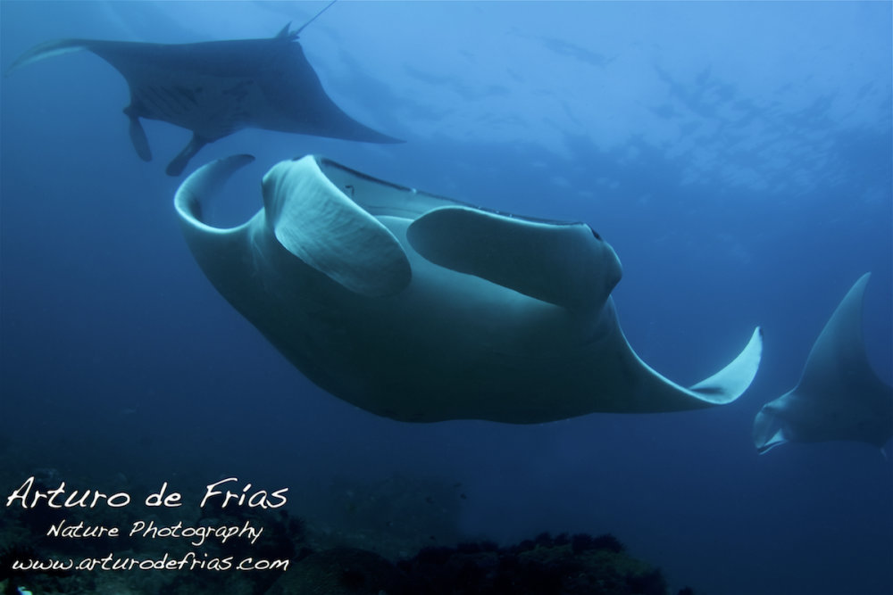 Giant Manta Ray