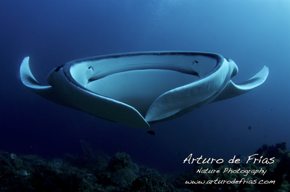 Living UFO