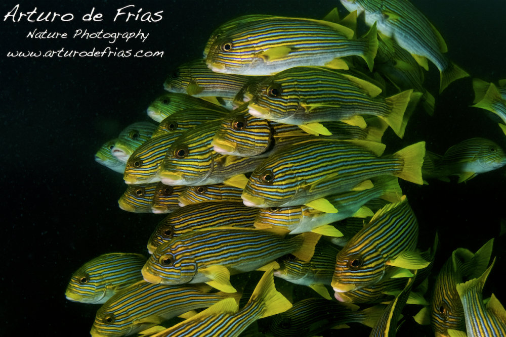 Sweetlips