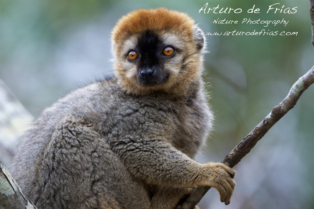 Red-fronted Brown Lemur