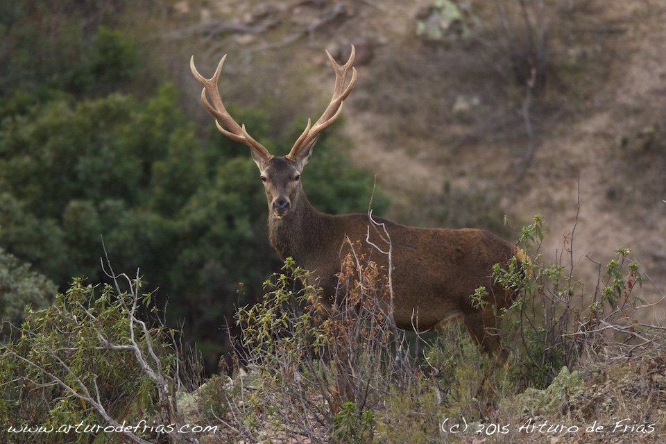 Red Deer tag