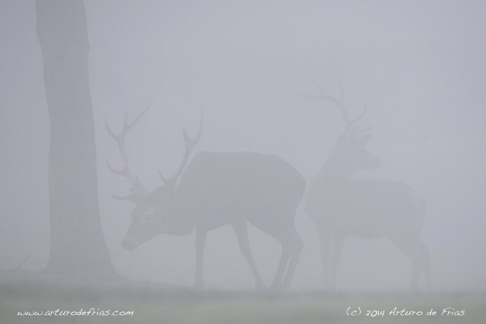 Red Deer in the Mist