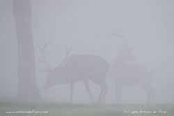 Red Deer in the Mist