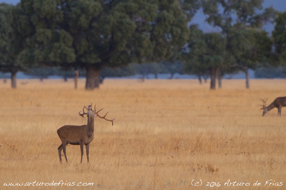 Deer Stag Bellowing