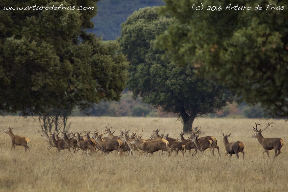 Herd on the Run