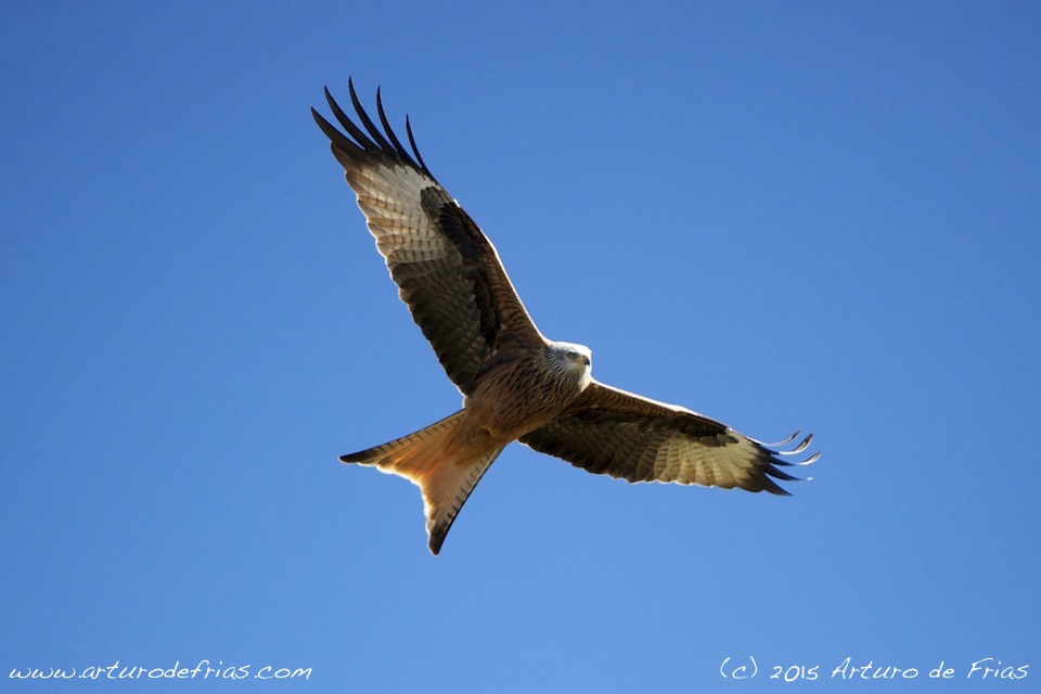 Red Kite