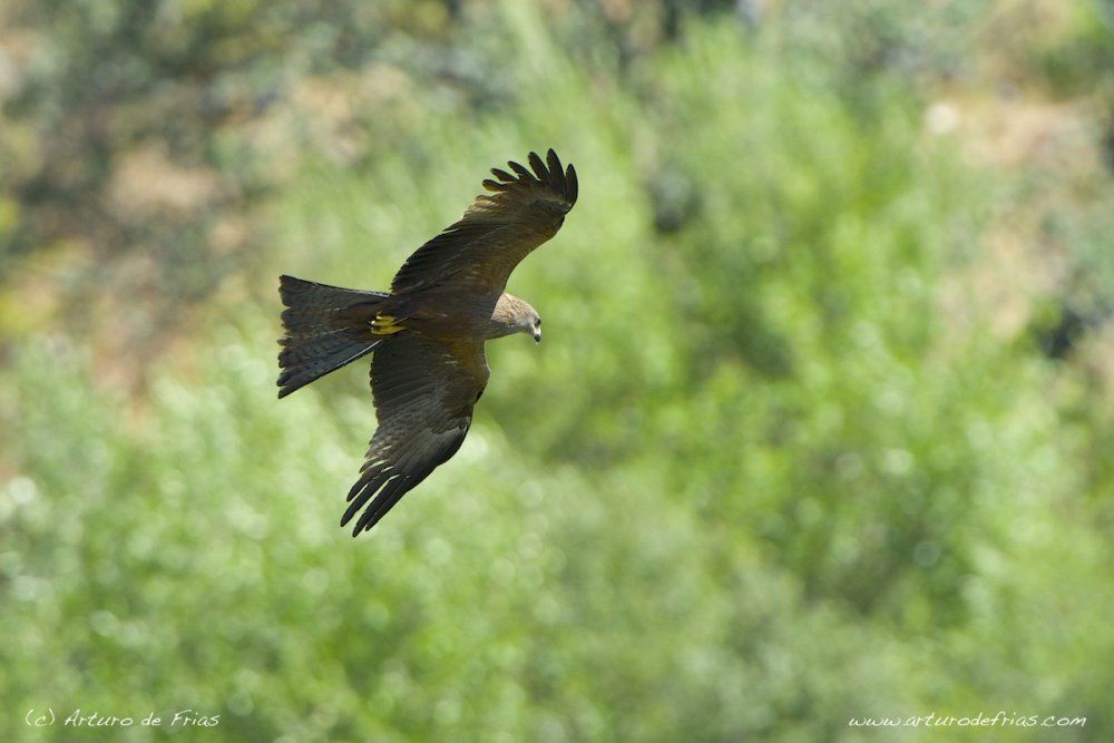 Flying Black Kite