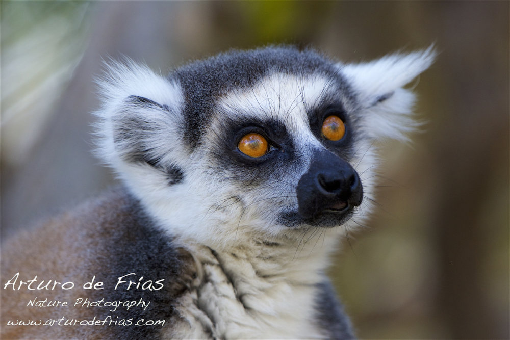 Ring-Tailed Lemur