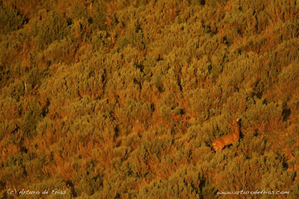 Roe Deer in Red Light