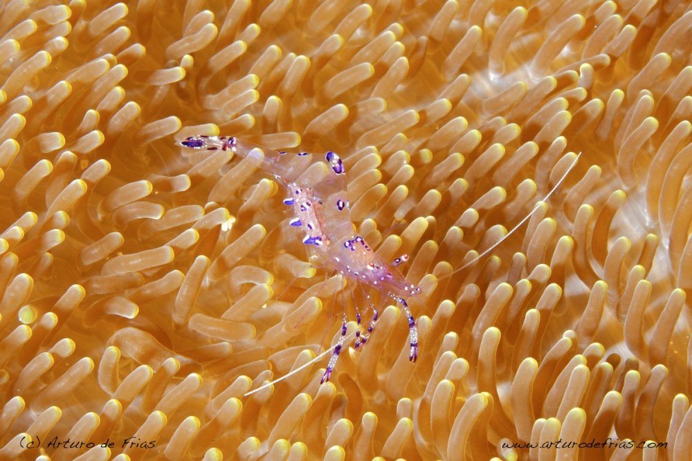 Sarasvati Comensal Shrimp
