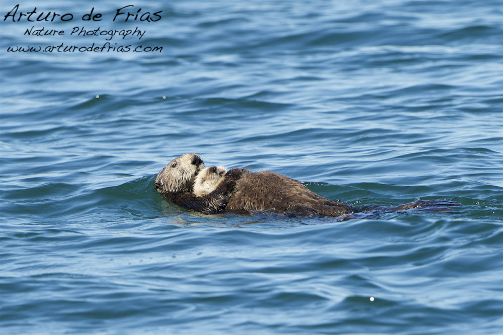 Sea Otter mum holding baby