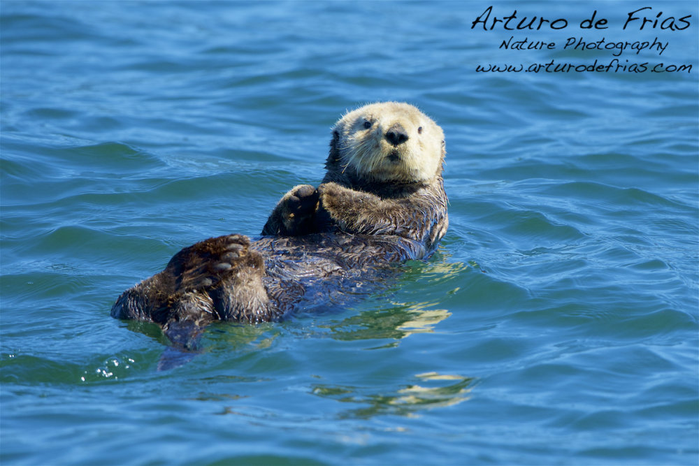 Cuttest Sea Otter