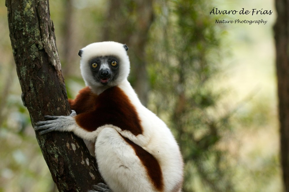 Coquerel's Sifaka