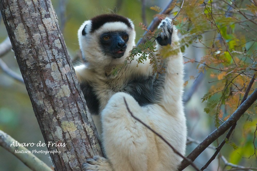 Verreaux's Sifaka