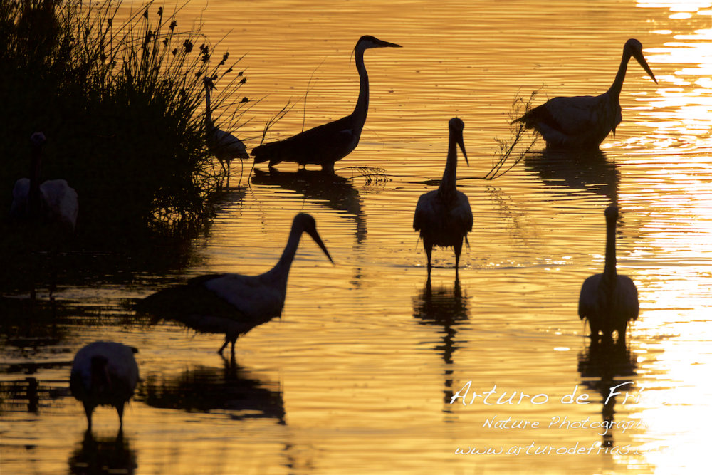 Silhouettes at sunrise