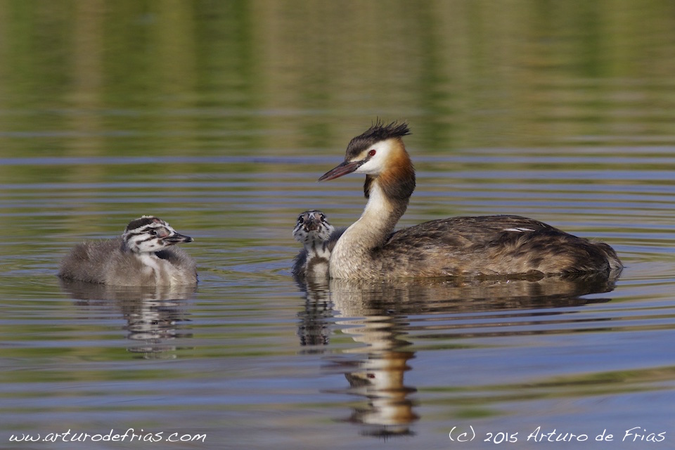 Crested Grebe and Chicks